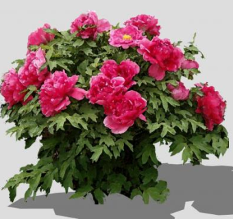 红色牡丹植物SU模型下载_sketchup草图大师SKP模型