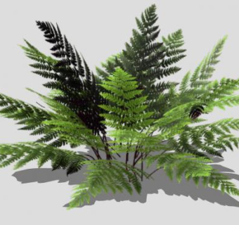 莎蔓芭亚蕨观叶植物SU模型下载_sketchup草图大师SKP模型