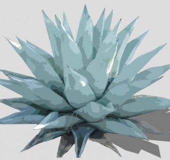 绘画的龙舌兰植物SU模型下载_sketchup草图大师SKP模型