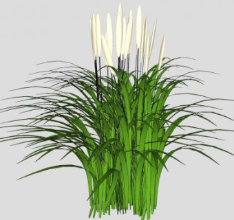 芒属植物SU模型下载_sketchup草图大师SKP模型