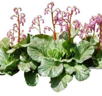 岩白菜属草本植物SU模型下载_sketchup草图大师SKP模型