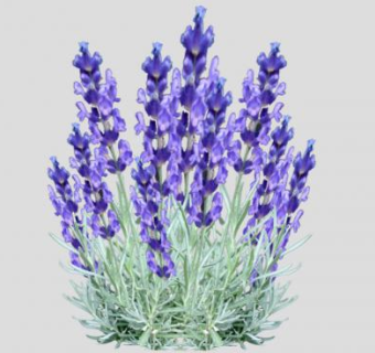 淡紫色薰衣草灌木SU模型下载_sketchup草图大师SKP模型