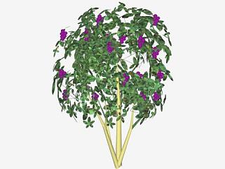 紫珠<em>落叶</em>灌木植物SU模型下载_sketchup草图大师SKP模型