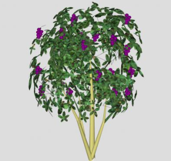 紫珠落叶灌木植物SU模型下载_sketchup草图大师SKP模型