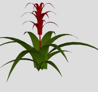 凤梨科开花观赏植物SU模型下载_sketchup草图大师SKP模型