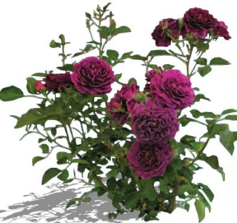 暗紫色月季花灌木植物SU模型下载_sketchup草图大师SKP模型