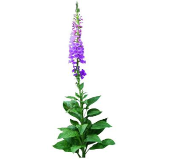 紫色毛地黄植物SU模型下载_sketchup草图大师SKP模型