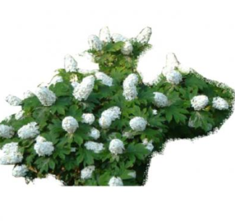 橡树叶绣球花SU模型下载_sketchup草图大师SKP模型