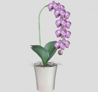 淡紫色盆栽花卉SU模型下载_sketchup草图大师SKP模型