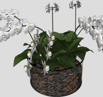 白色的兰花观赏盆栽SU模型下载_sketchup草图大师SKP模型