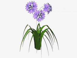 <em>紫色</em>花卉观赏植物SU模型下载_sketchup草图大师SKP模型
