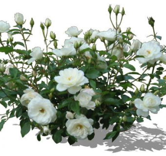 白玫瑰灌木植物SU模型下载_sketchup草图大师SKP模型