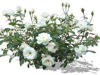 白玫瑰灌木植物SU模型下载_sketchup草图大师SKP模型