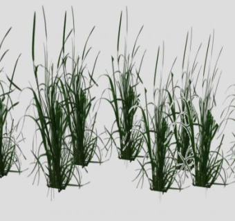 多株草本植物SU模型下载_sketchup草图大师SKP模型