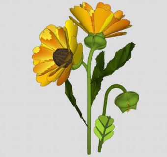 万寿菊花卉植物SU模型下载_sketchup草图大师SKP模型