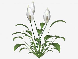 白色开花观赏植物SU模型下载_sketchup草图大师SKP模型