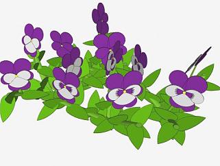 <em>紫罗兰</em>植物SU模型下载_sketchup草图大师SKP模型