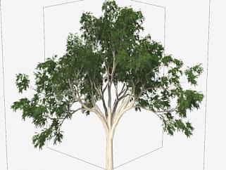 澳大利亚<em>树木</em>SU模型下载_sketchup草图大师SKP模型