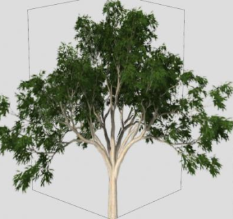 澳大利亚树木SU模型下载_sketchup草图大师SKP模型