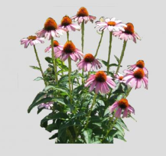 2D紫松果菊植物SU模型下载_sketchup草图大师SKP模型