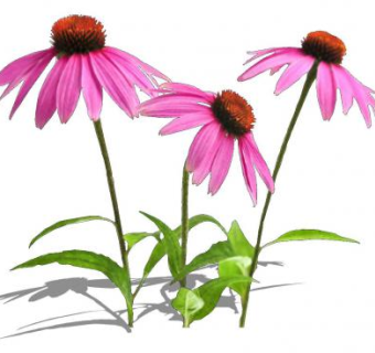 紫锥菊草本植物SU模型下载_sketchup草图大师SKP模型