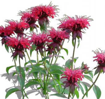 美国马薄荷植物SU模型下载_sketchup草图大师SKP模型