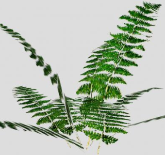 粗茎鳞毛蕨植物SU模型下载_sketchup草图大师SKP模型