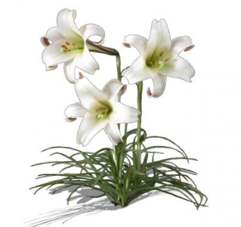 白色百合属植物SU模型下载_sketchup草图大师SKP模型