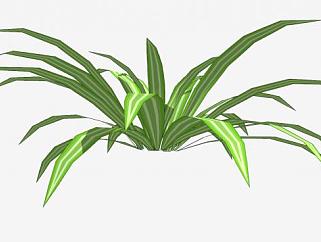 热带叶植物SU模型下载_sketchup草图大师SKP模型