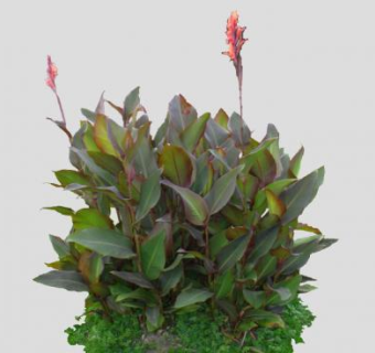 2D观花观叶植物SU模型下载_sketchup草图大师SKP模型