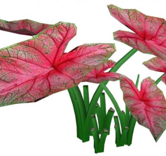 红色芋叶植物SU模型下载_sketchup草图大师SKP模型