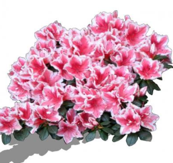 粉色杜鹃花植物SU模型下载_sketchup草图大师SKP模型