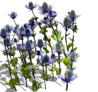 紫色刺芹属植物SU模型下载_sketchup草图大师SKP模型