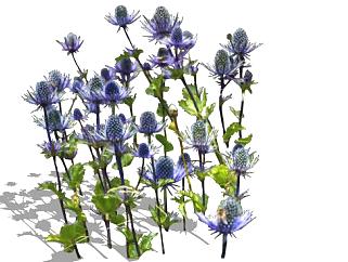 紫色刺芹属植物SU模型下载_sketchup草图大师SKP模型
