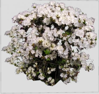 特拉华州杜鹃花SU模型下载_sketchup草图大师SKP模型