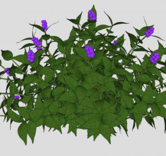 紫珠属植物SU模型下载_sketchup草图大师SKP模型