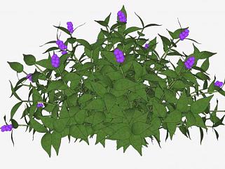 紫珠属植物SU模型下载_sketchup草图大师SKP模型