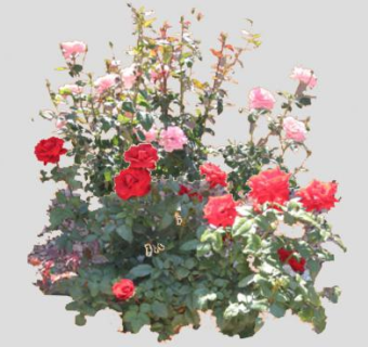 红粉玫瑰花灌木SU模型下载_sketchup草图大师SKP模型