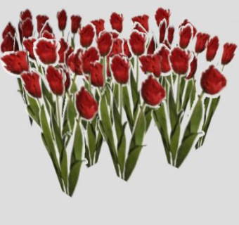 红色郁金香植物SU模型下载_sketchup草图大师SKP模型