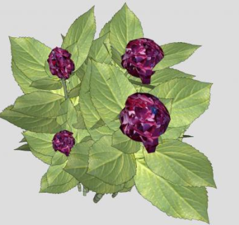 紫色绣球花属植物SU模型下载_sketchup草图大师SKP模型