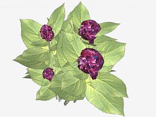 紫色绣球花属植物SU模型下载_sketchup草图大师SKP模型