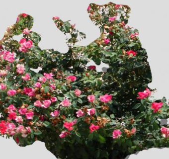 粉玫瑰鲜花灌木SU模型下载_sketchup草图大师SKP模型