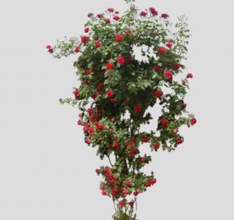 嫁接的红玫瑰树SU模型下载_sketchup草图大师SKP模型