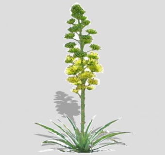 开花龙舌兰SU模型下载_sketchup草图大师SKP模型