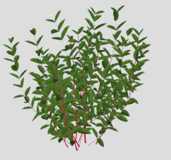山茱萸木本灌木SU模型下载_sketchup草图大师SKP模型
