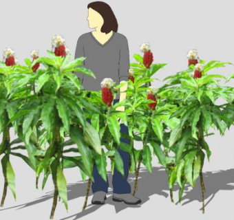 闭鞘姜属草本植物SU模型下载_sketchup草图大师SKP模型