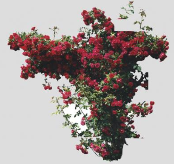 蔷薇科红色开花植物SU模型下载_sketchup草图大师SKP模型