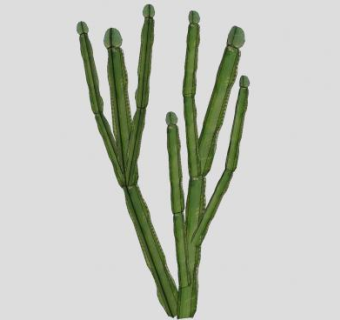 简易仙人掌肉质植物SU模型下载_sketchup草图大师SKP模型