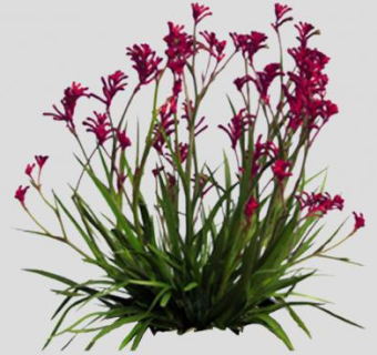 袋鼠花属植物SU模型下载_sketchup草图大师SKP模型