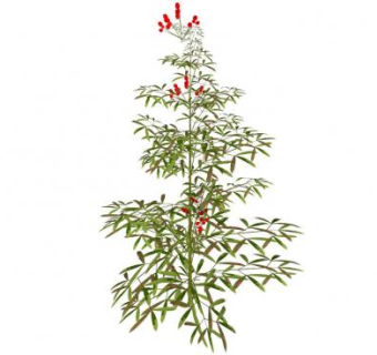 南天竹属常绿植物SU模型下载_sketchup草图大师SKP模型
